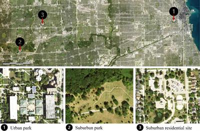 Leaf functional traits highlight phenotypic variation of two tree species in the urban environment